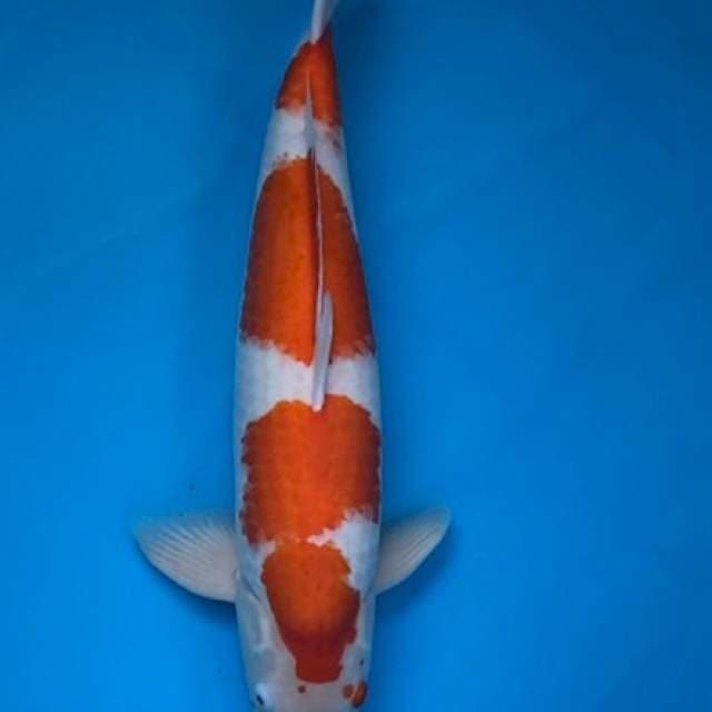 Kohaku Maruyama (No Serti)