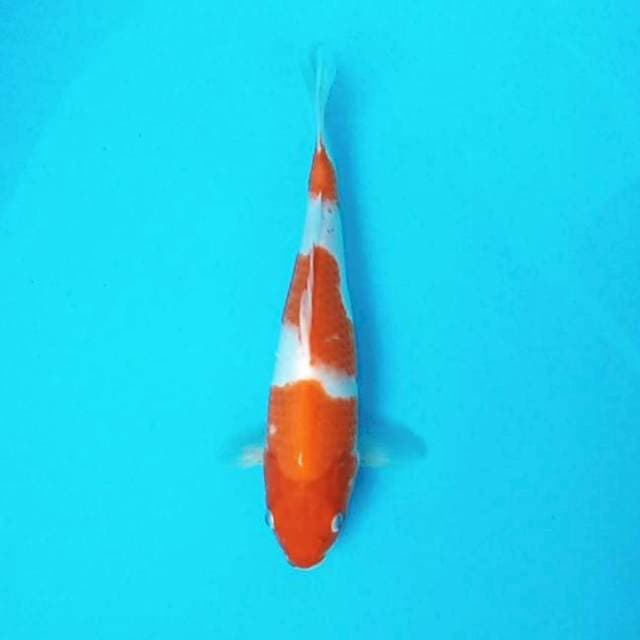 2. Kohaku 3 Step || 30 cm