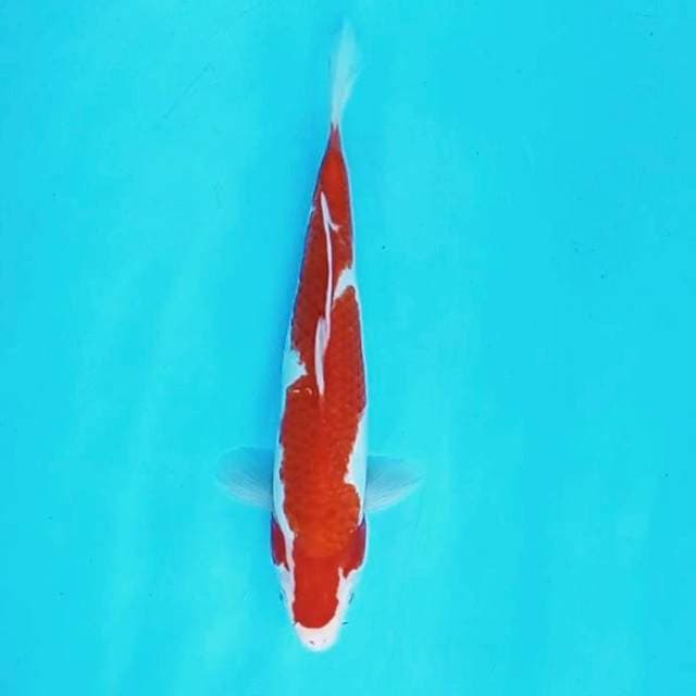 5. Kohaku || 30 cm
