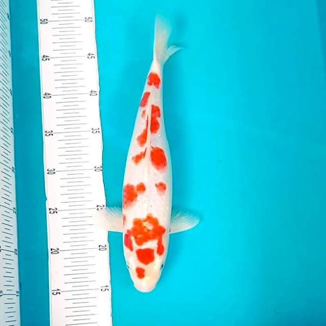 6. Kohaku Macam Tutul || 35 cm