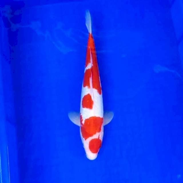 10. Kohaku Doitsu Ori || 34 cm