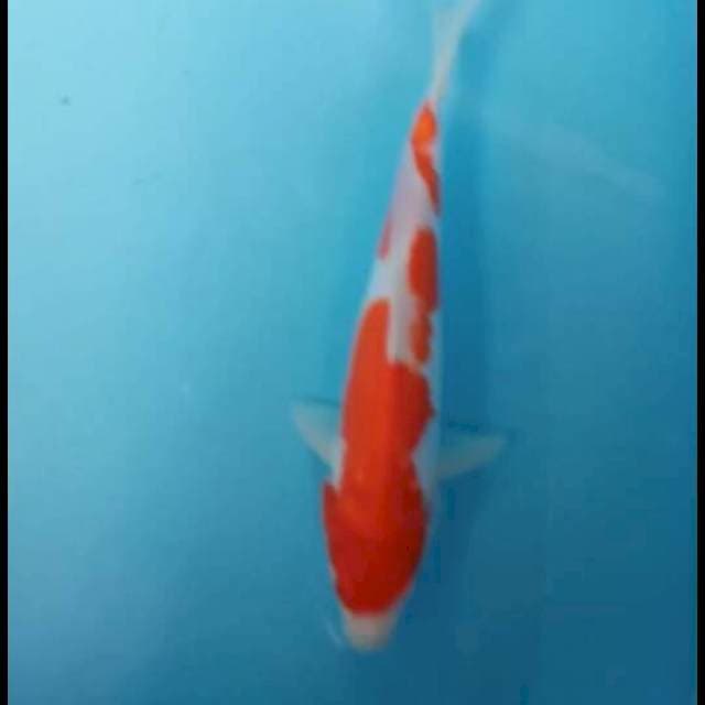Kohaku 29 cm