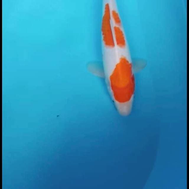 Kohaku 32 cm