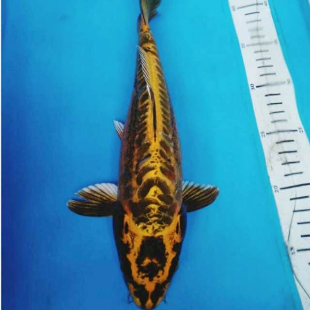 KIN KIKO 30 cm