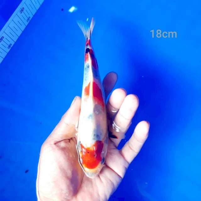 Maruten showa tategoi*18cm
