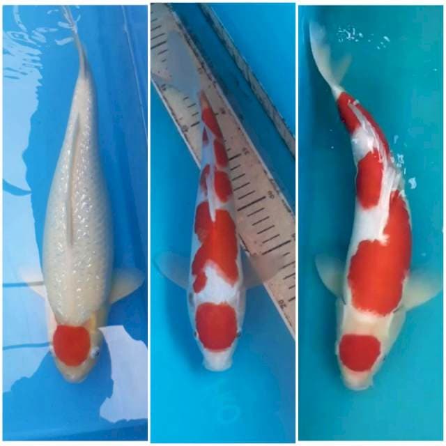 Mix Tancho 48 cm, Kohaku 32,40 cm