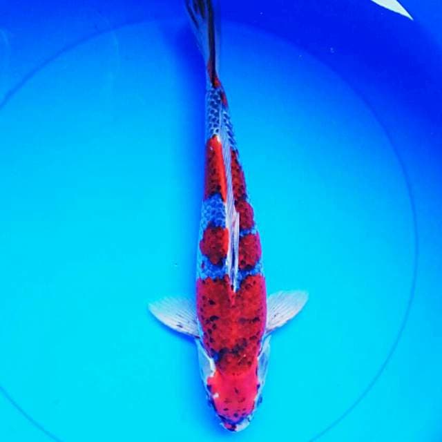 Goshiki strong 32cm male