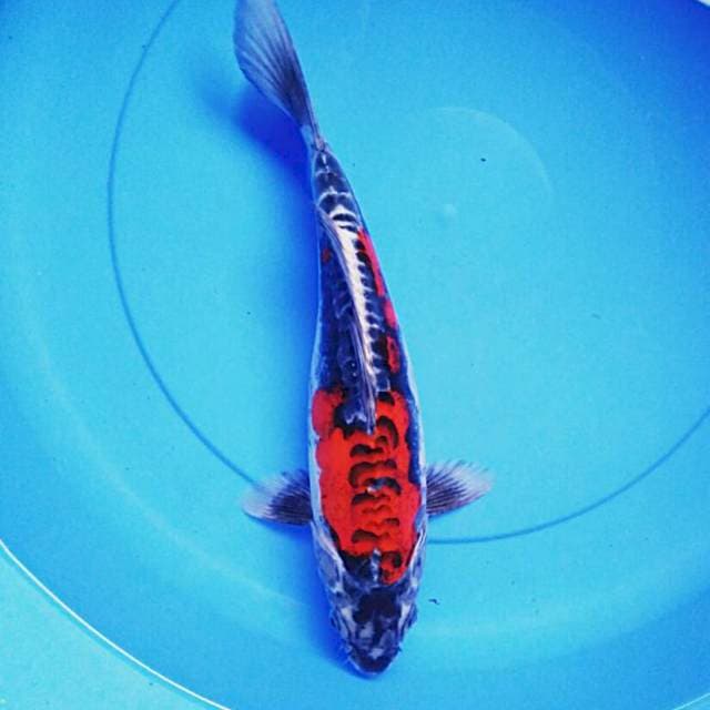 Beni kiko 35cm male