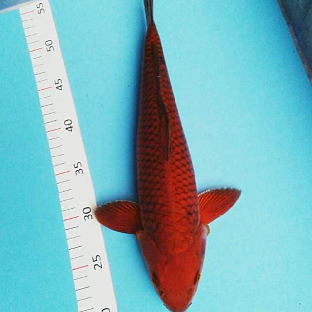 Tembaga josss 37cm male