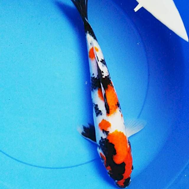 Showa01 37cm 