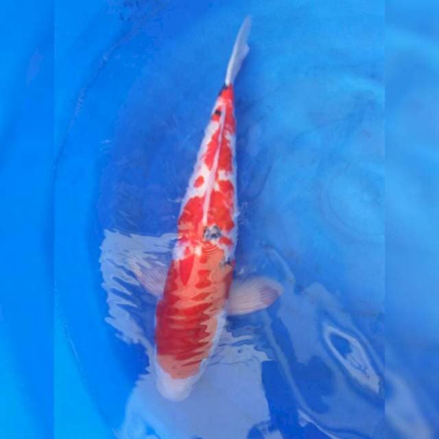Sanke 50 cm male siip