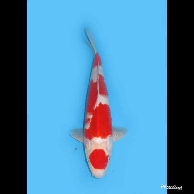 33cm , Red Maruten Kohaku Ori , Male 