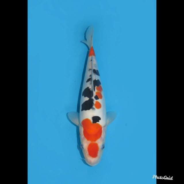 28cm , Sanke Doitsu Murni , Female