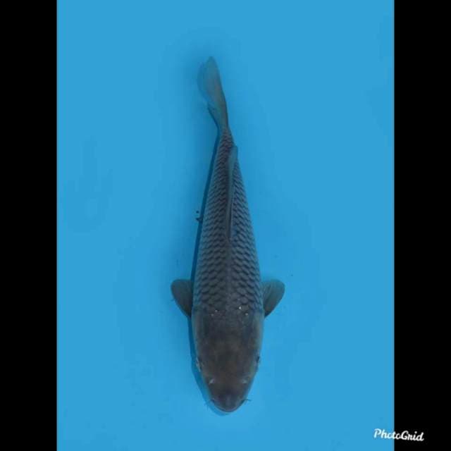26cm , Soragoi Jumbo Tosai , Female