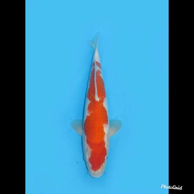 24cm , Nidan Kohaku Halus , Male