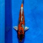 Kiko..kikuk..48cm