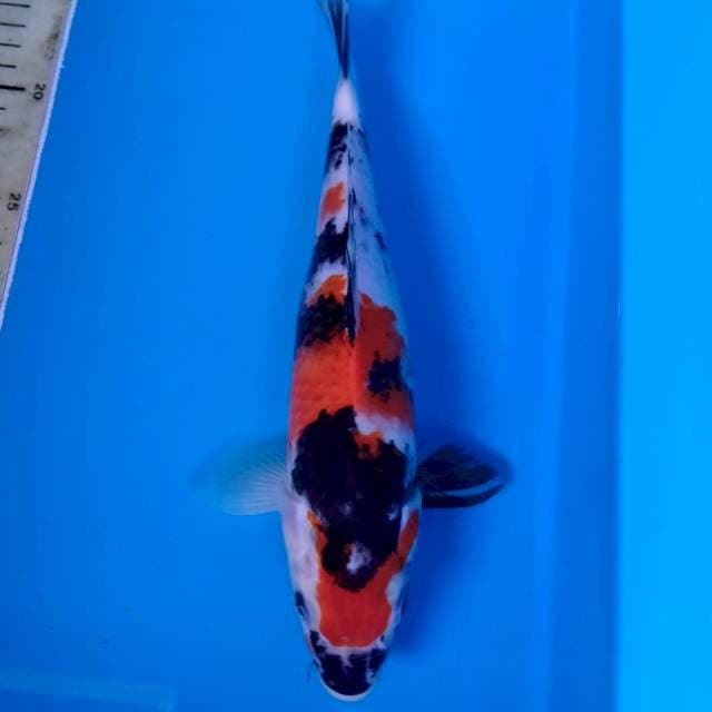 Showa 28cm