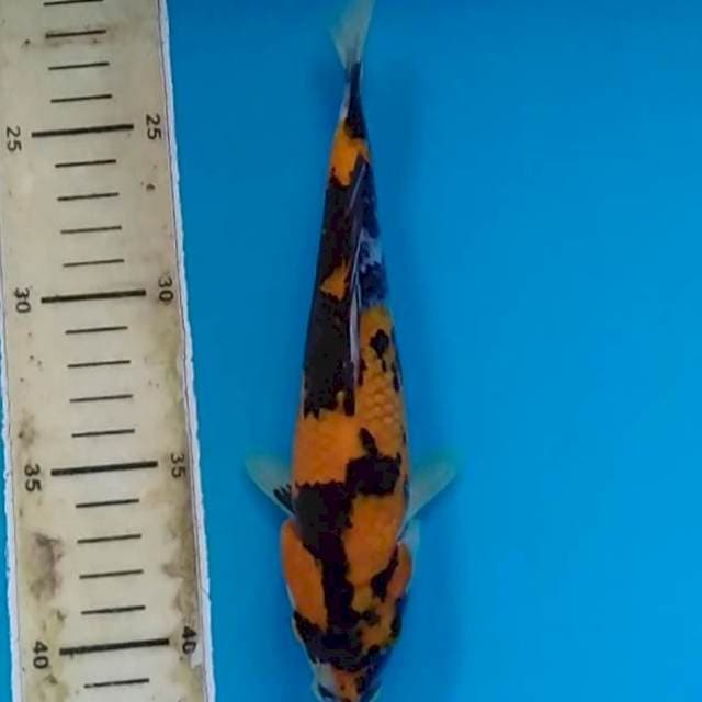 Hi 20cm