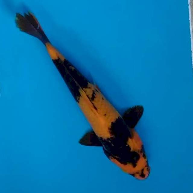 Utusuri 20cm