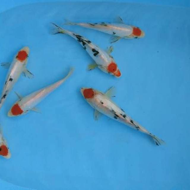 Tanco 6 ekor 17-21cm
