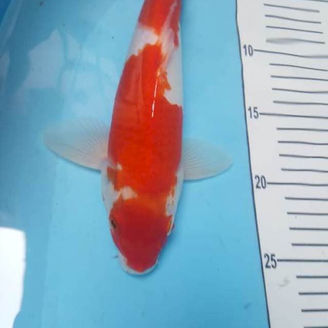 kohaku merah darah