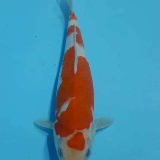 kohaku 30 cm