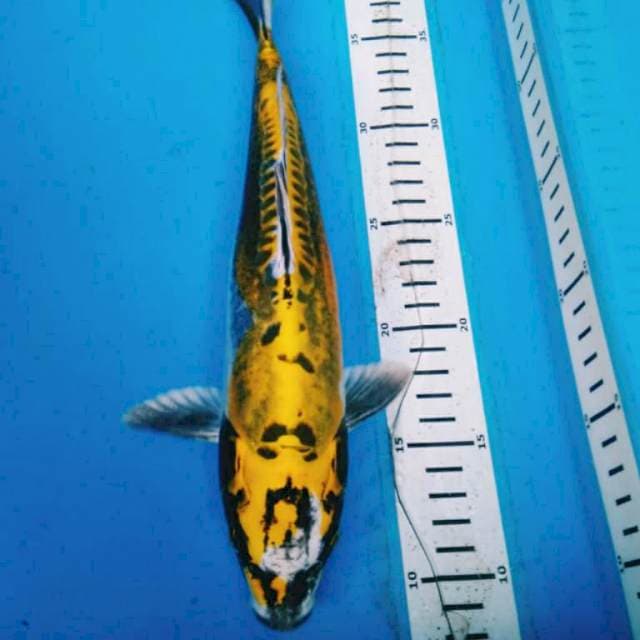KIN KIKO 30 cm