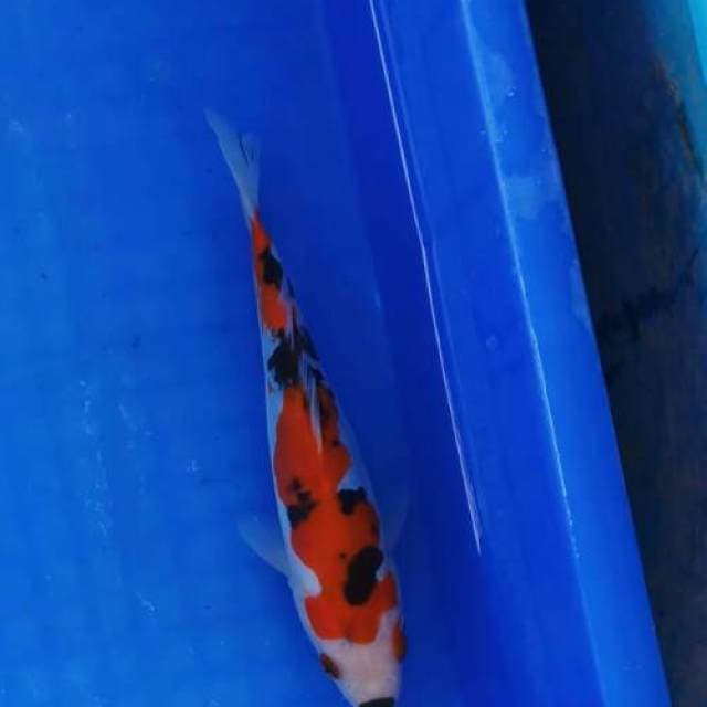 Sanke doitsu 20 cm