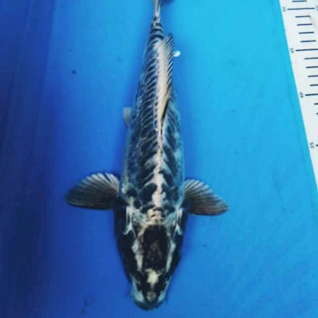 KIKOKURYU 30 cm