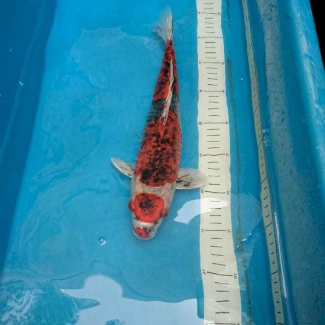 Kuro Goshimin 33cm