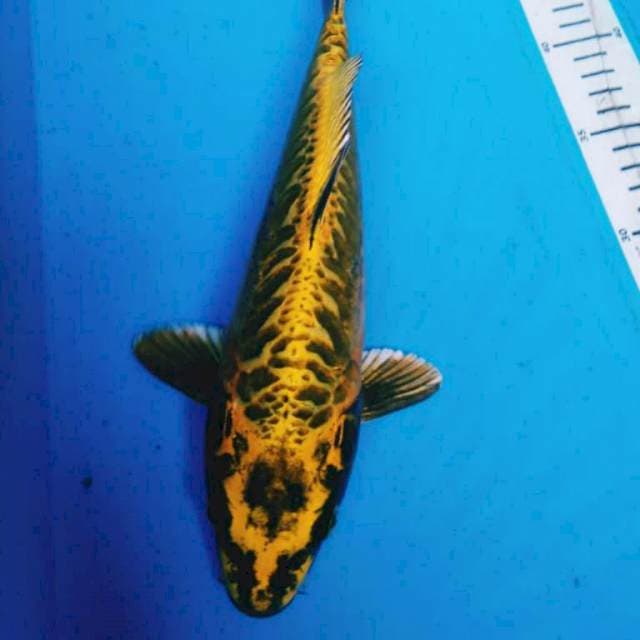 KIN KIKO 30 cm