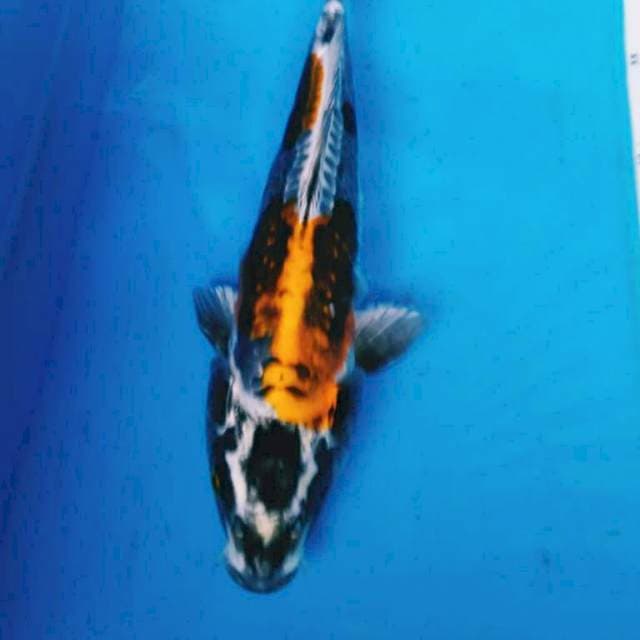 KIN kIKO