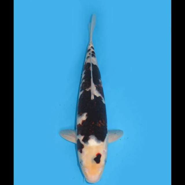 Budo Goromo Sakura - 37cm Male 
