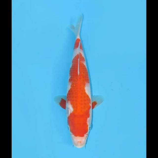 Kohaku Moto Aka - 23cm Male 