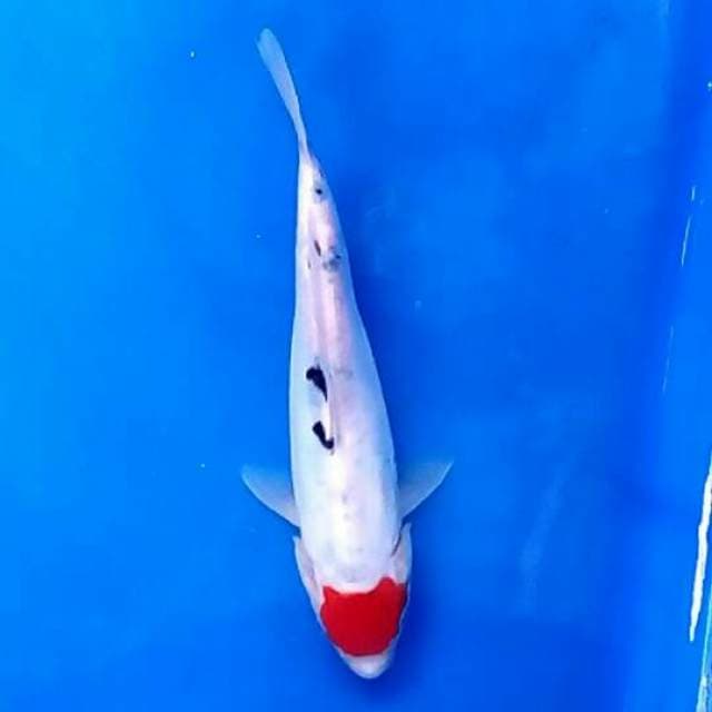 Tancho Sanke 23 cm