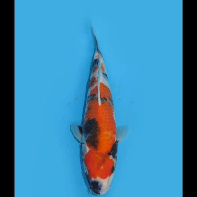 Tategoi Showa - 28cm Male