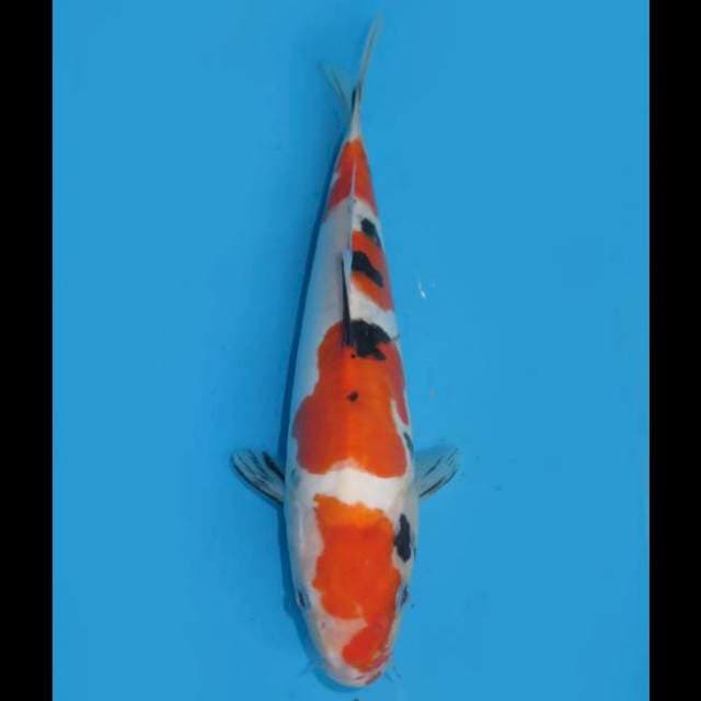 Doitsu Murni - 26cm Male