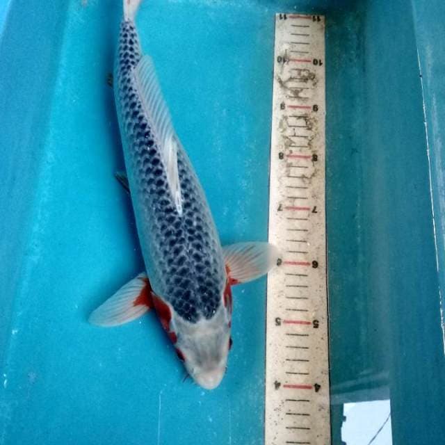 ASAGI f1 39cm