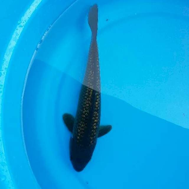 Chagoi ginrin