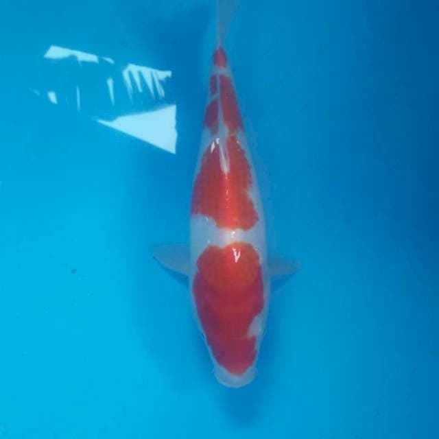 Kohaku, 30 cm