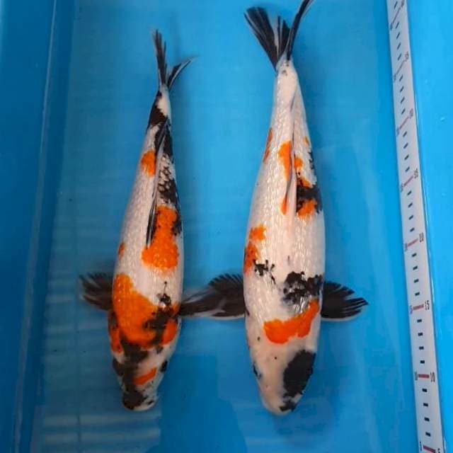 DNR - DUO GINRIN SHOWA