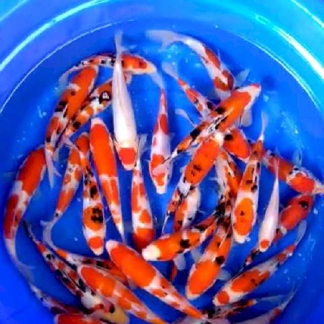 PAKET KOHAKU SANKE