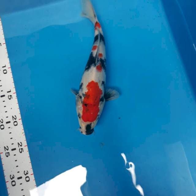 Kindai showa 25 cm