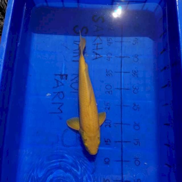 KARASHI JOSS 35 CM