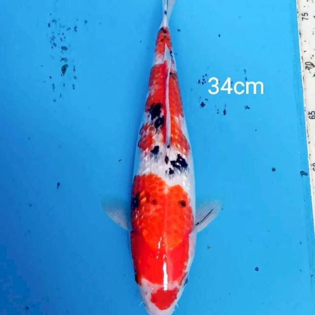 Ikan muda