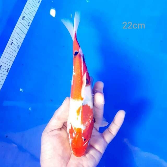 Showa