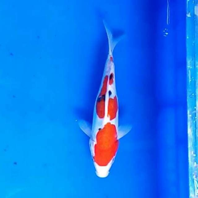 Sanke Doitsu 22 cm