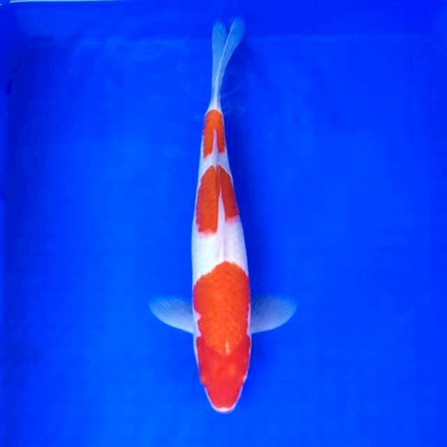 Kohaku 3 steps # 33cm