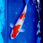 Kohaku