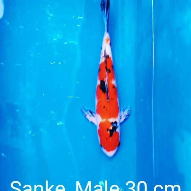 Sanke